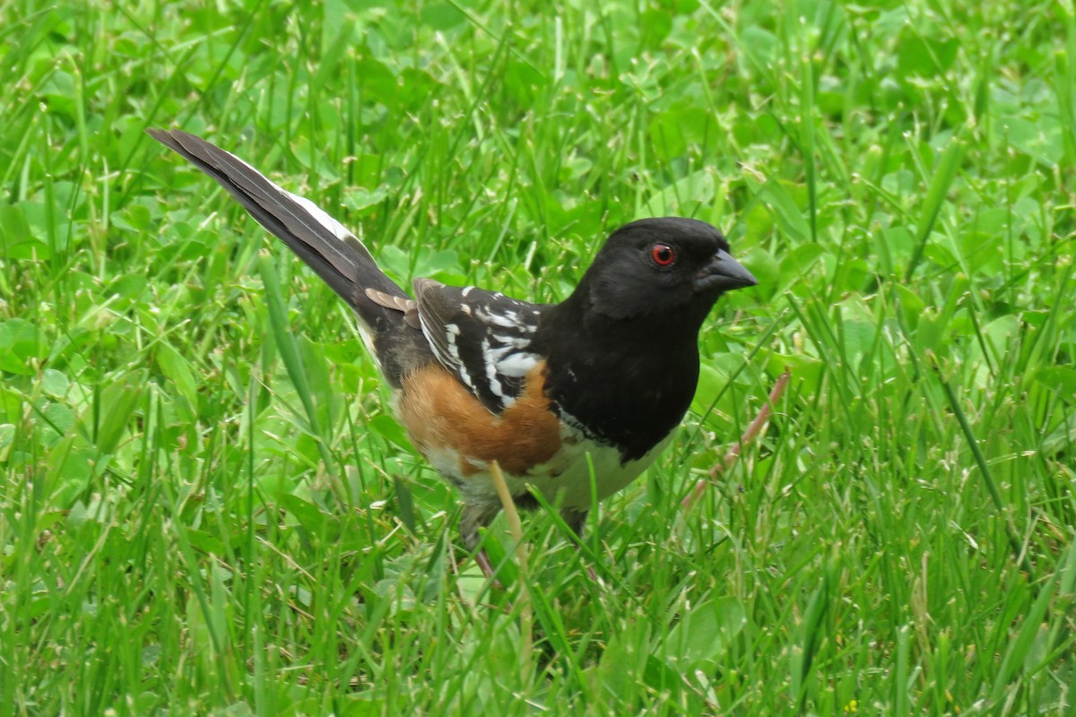 Spotted Towhee - ML620581629