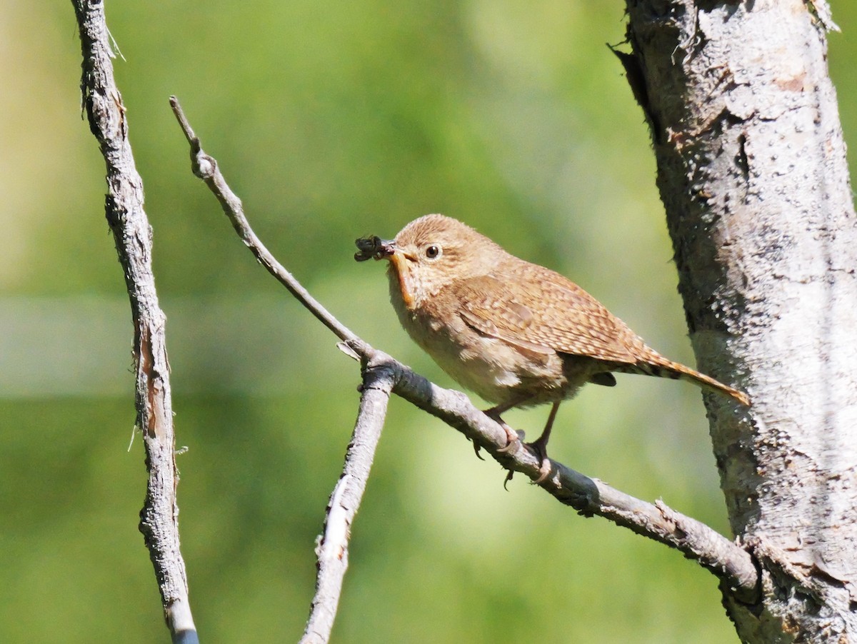 House Wren - ML620581632