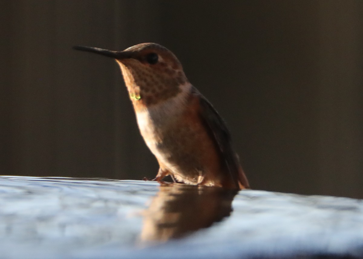 Allen's Hummingbird - Linda Dalton