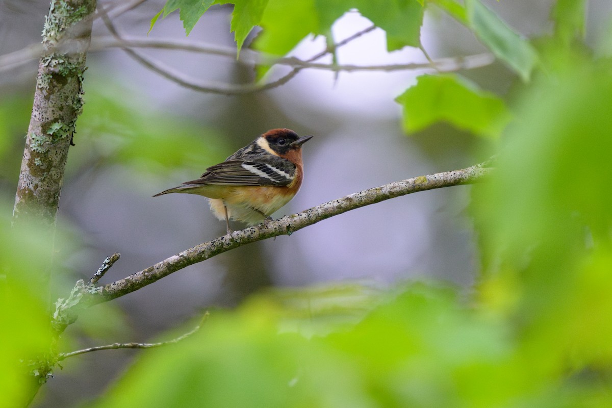 Bay-breasted Warbler - ML620581644