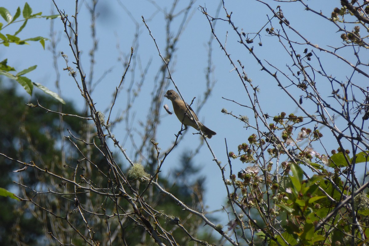 Lazuli Bunting - ML620581656