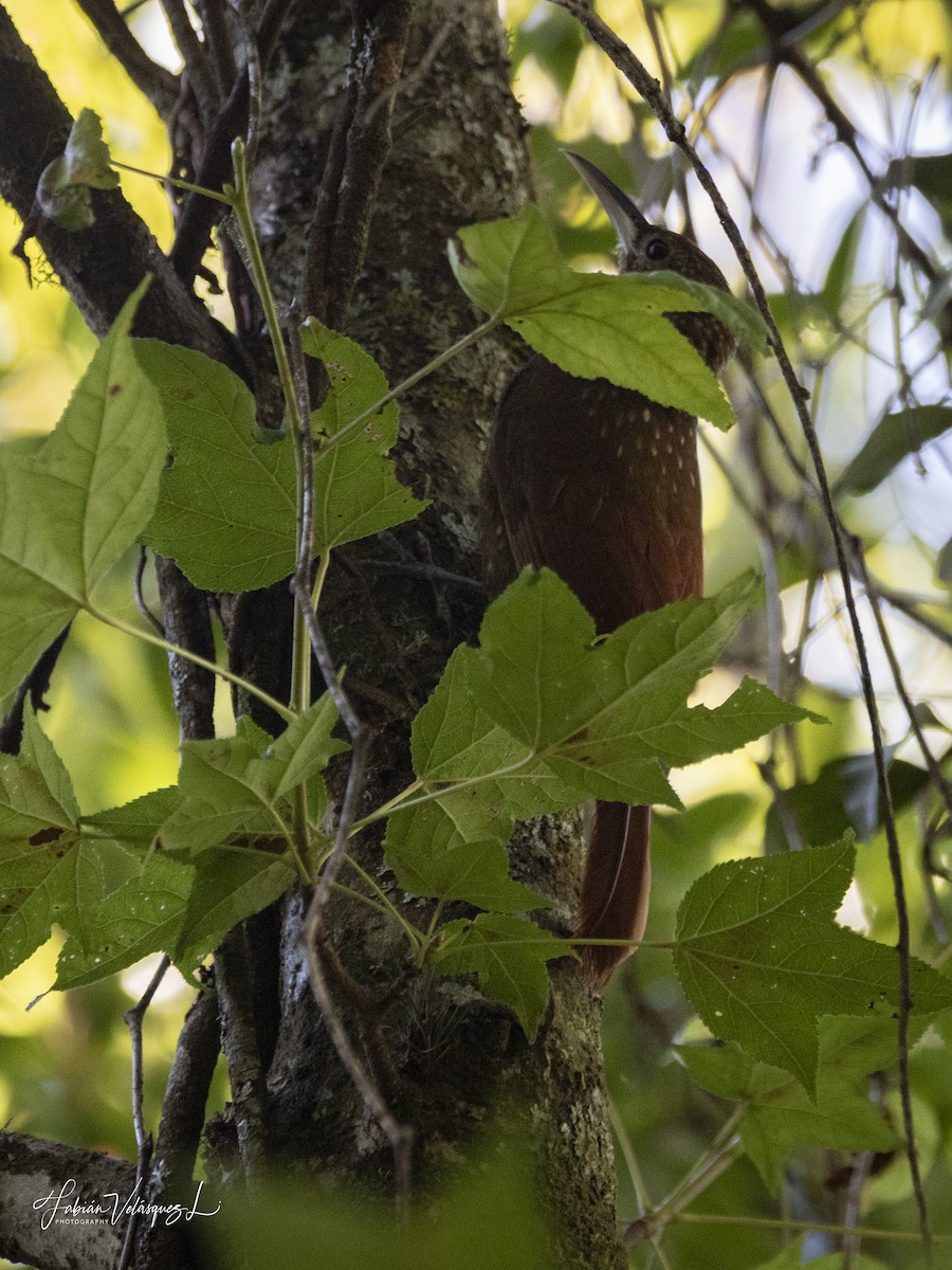 Spotted Woodcreeper (Spotted) - ML620581662