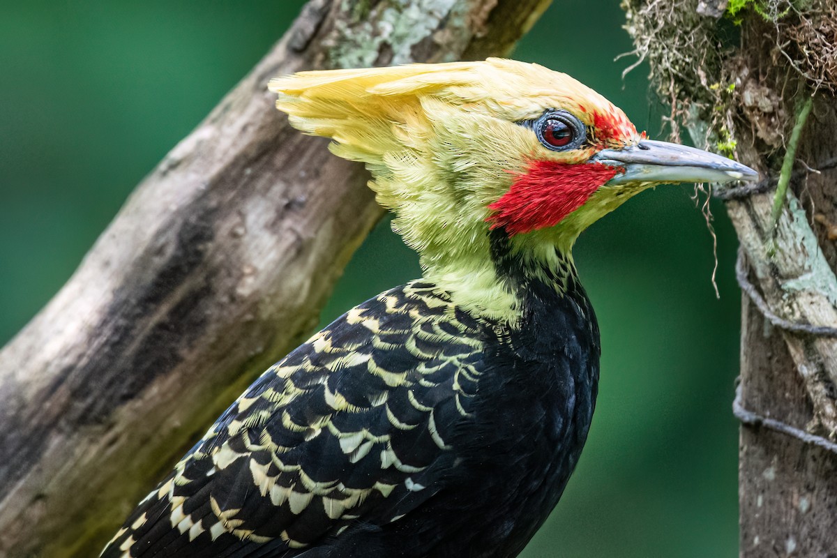 Blond-crested Woodpecker - ML620581669