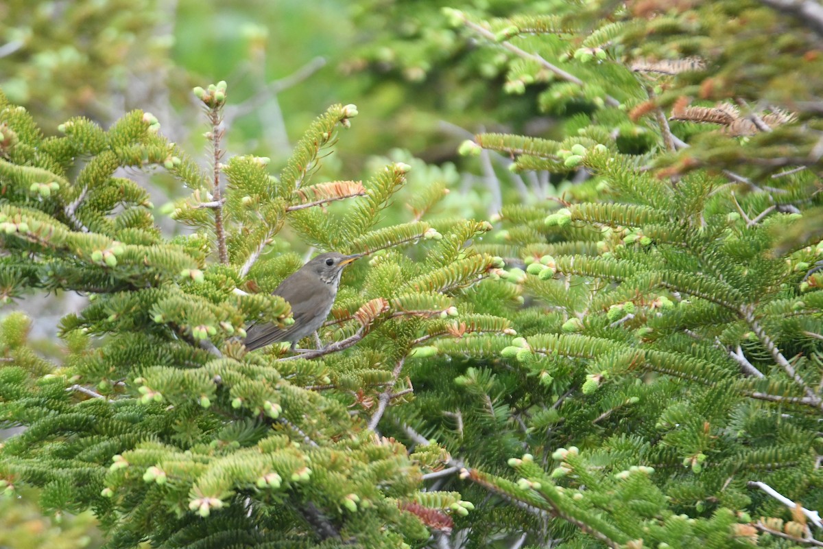 Bicknell's Thrush - ML620581670