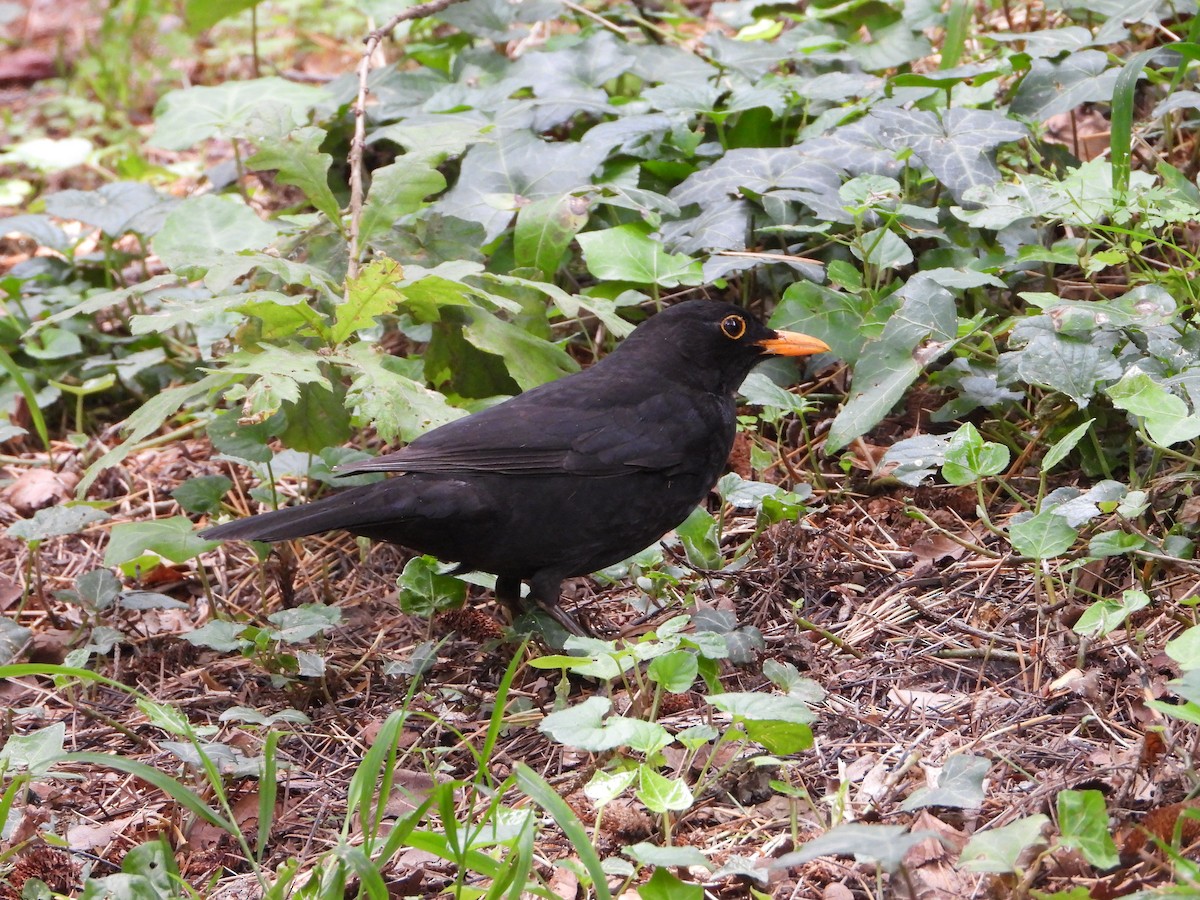 Eurasian Blackbird - ML620581673