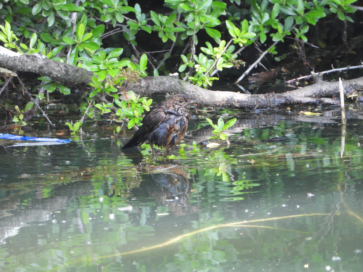 Eurasian Blackbird - ML620581675