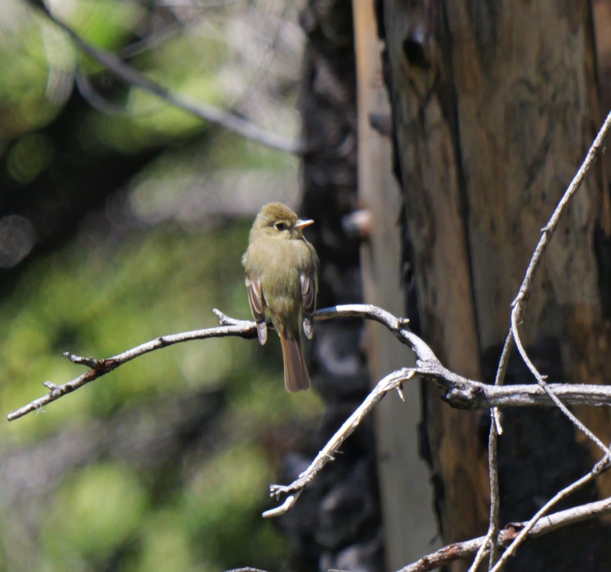 Western Flycatcher (Pacific-slope) - ML620581677