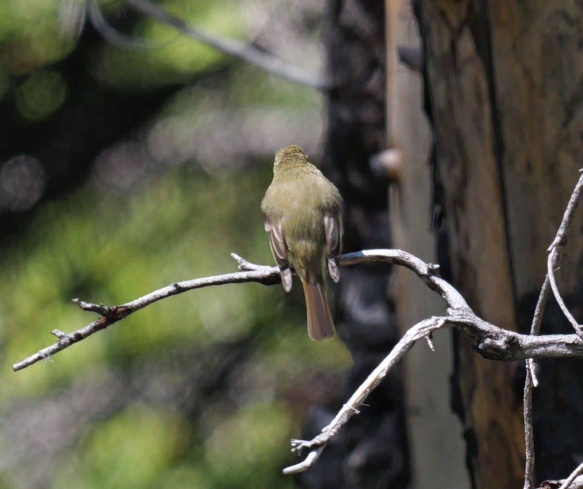 Western Flycatcher (Pacific-slope) - ML620581678