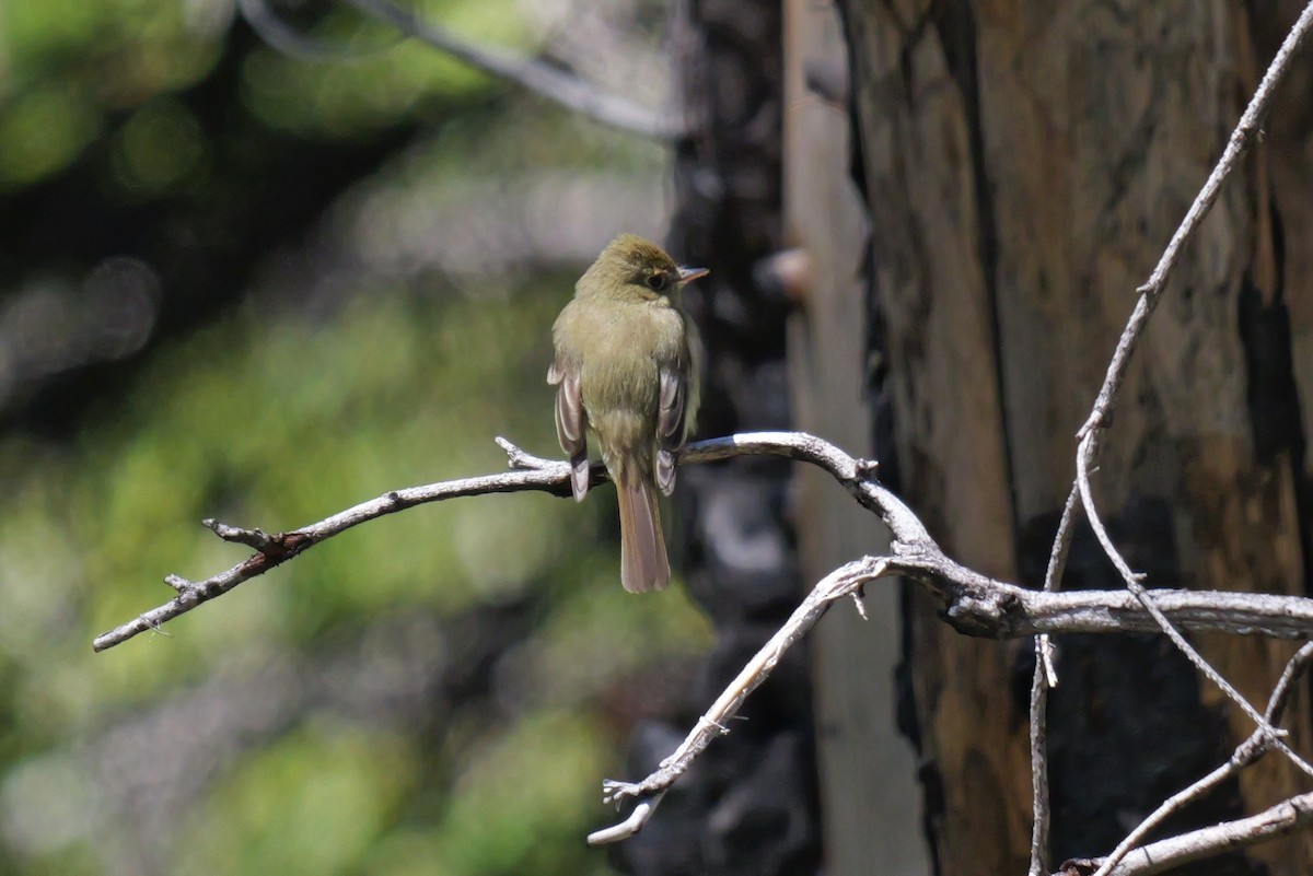 Western Flycatcher (Pacific-slope) - ML620581679