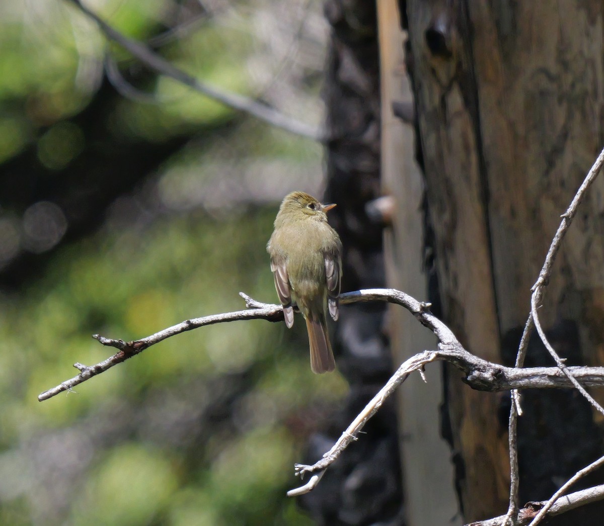 Western Flycatcher (Pacific-slope) - ML620581680