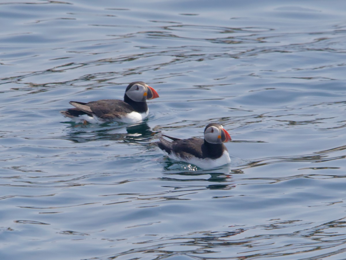 Atlantic Puffin - ML620581684