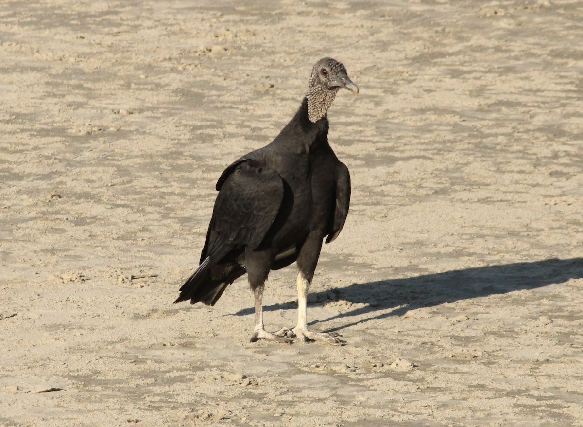 Black Vulture - ML620581685