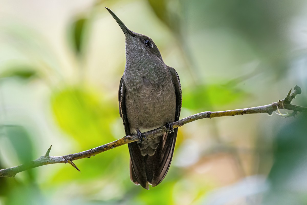 Colibrí Apagado - ML620581686