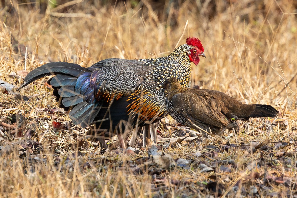 Gray Junglefowl - ML620581689