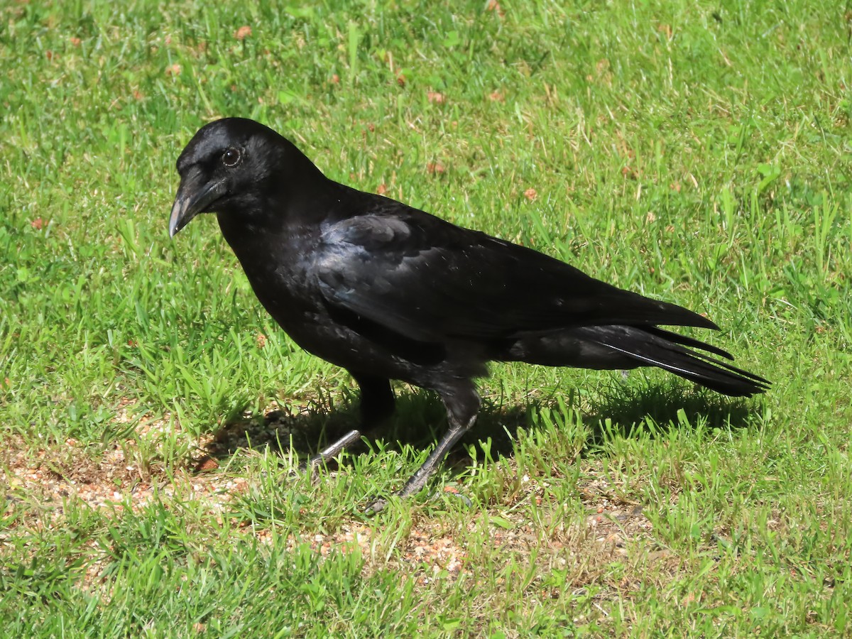 American Crow - ML620581691