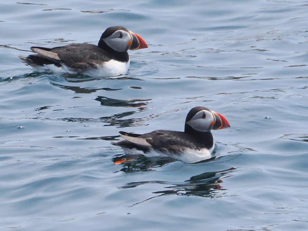 Atlantic Puffin - ML620581694