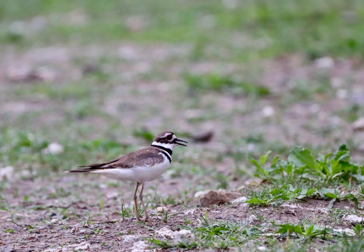 Killdeer - ML620581696