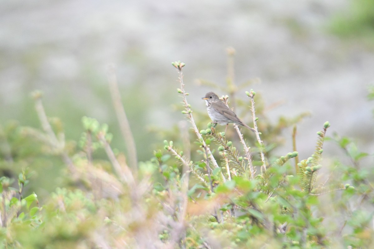 Bicknell's Thrush - ML620581698