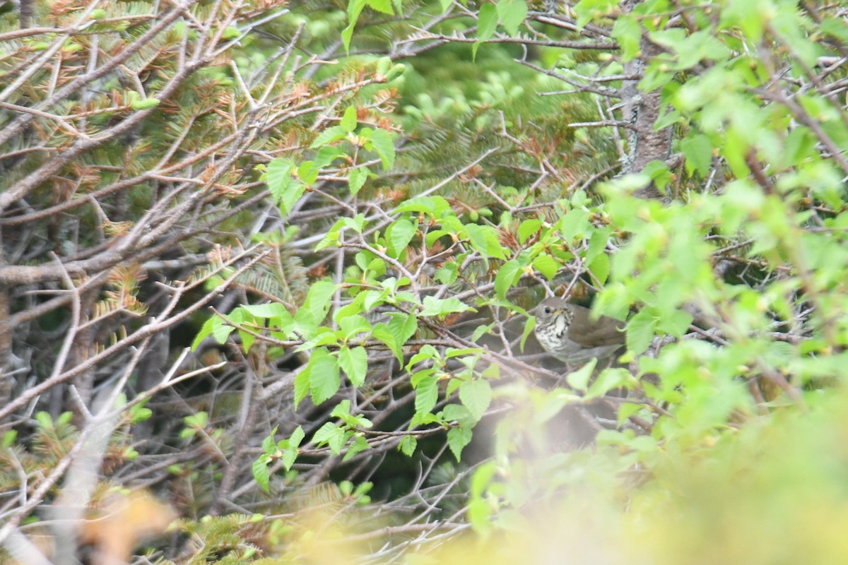 Bicknell's Thrush - ML620581699