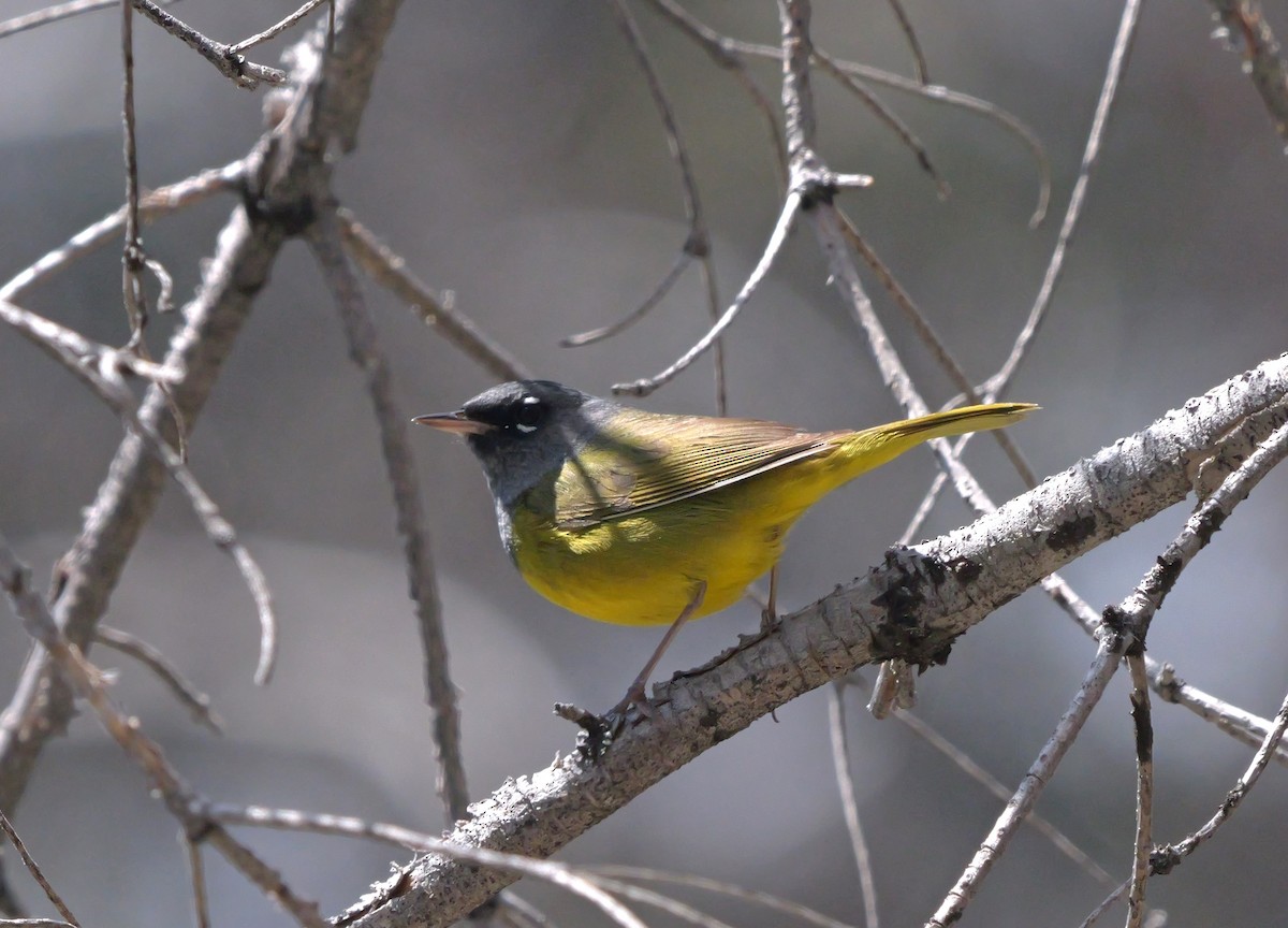 MacGillivray's Warbler - ML620581701