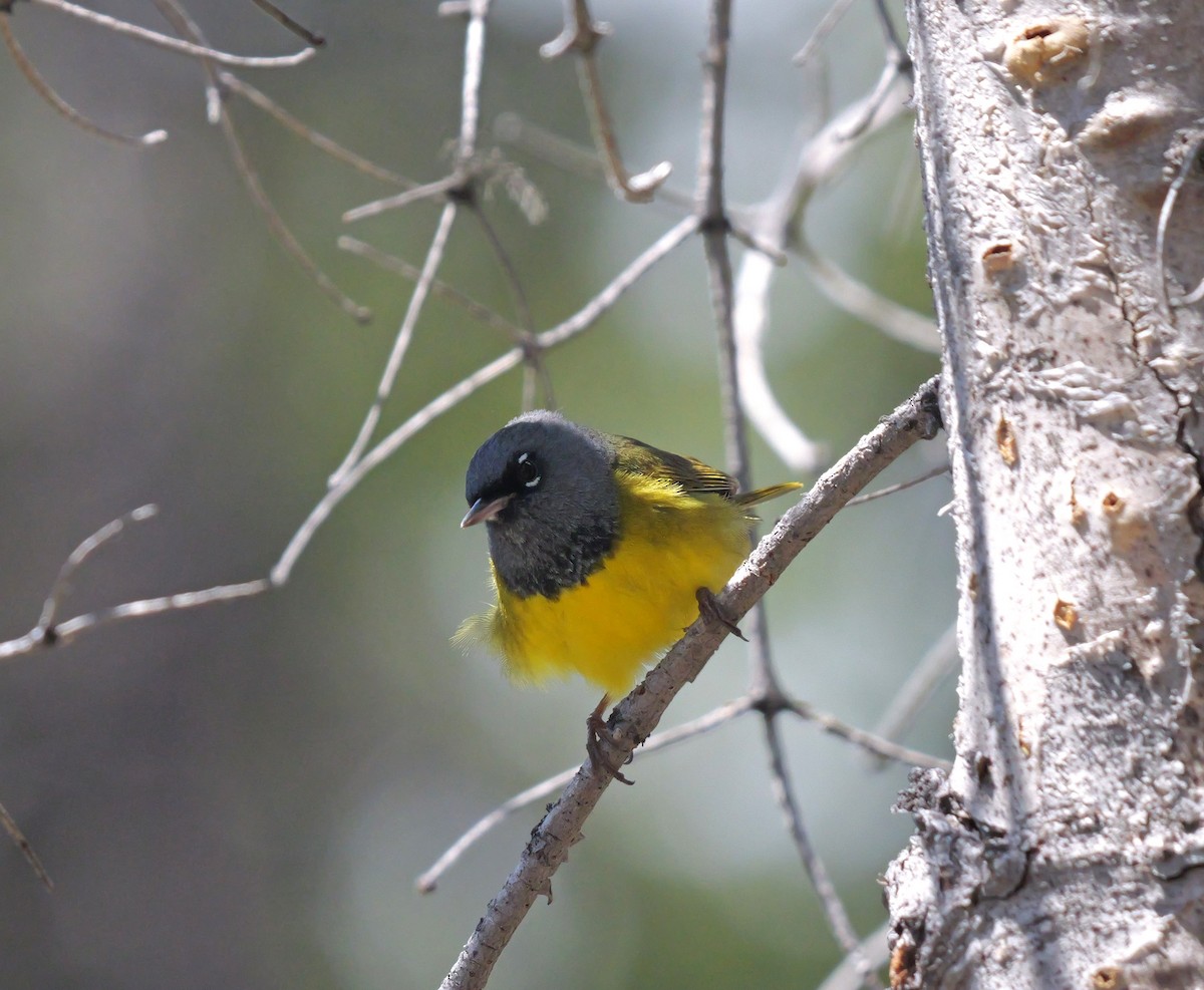 MacGillivray's Warbler - ML620581702