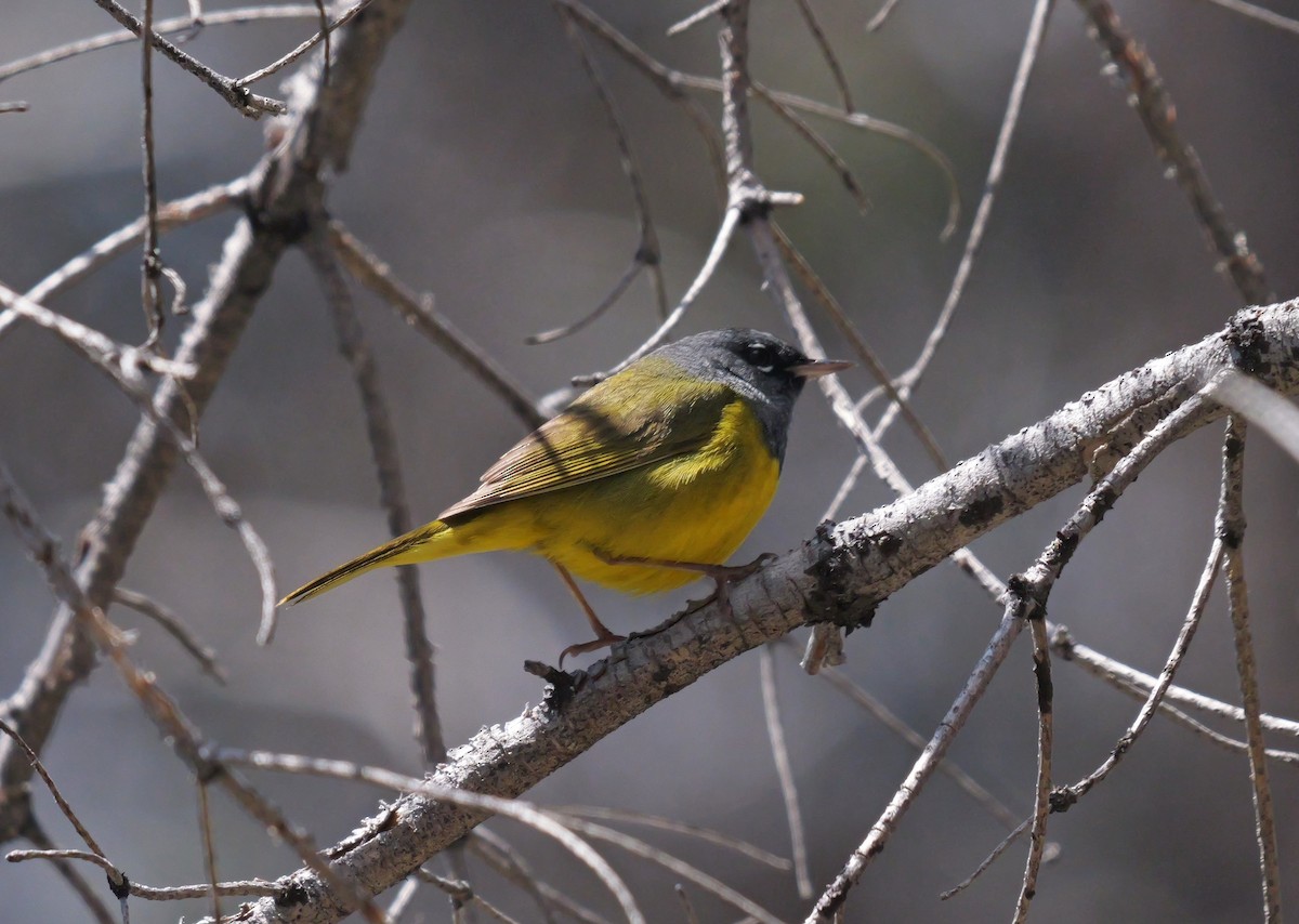 MacGillivray's Warbler - ML620581703