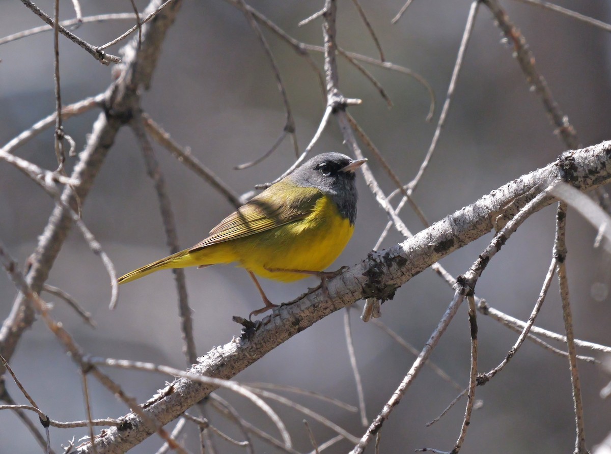 MacGillivray's Warbler - ML620581705