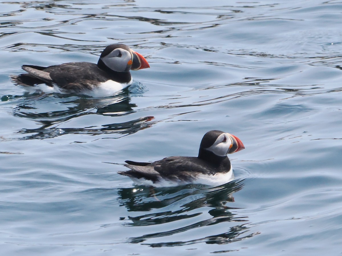 Atlantic Puffin - ML620581710