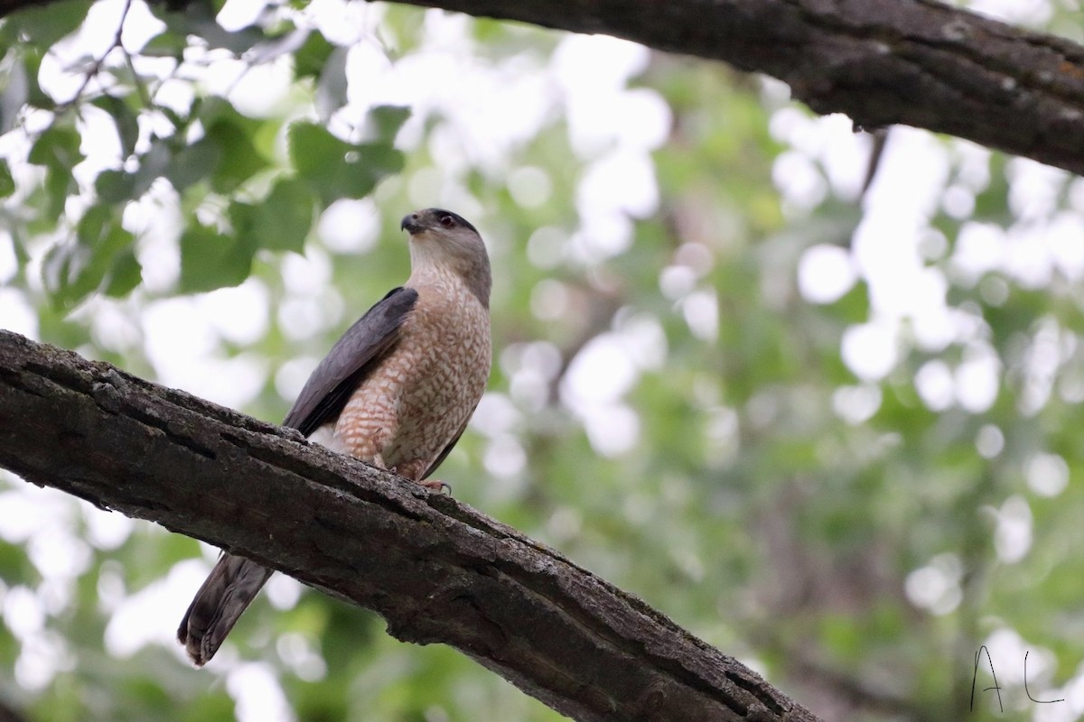 Cooper's Hawk - ML620581718