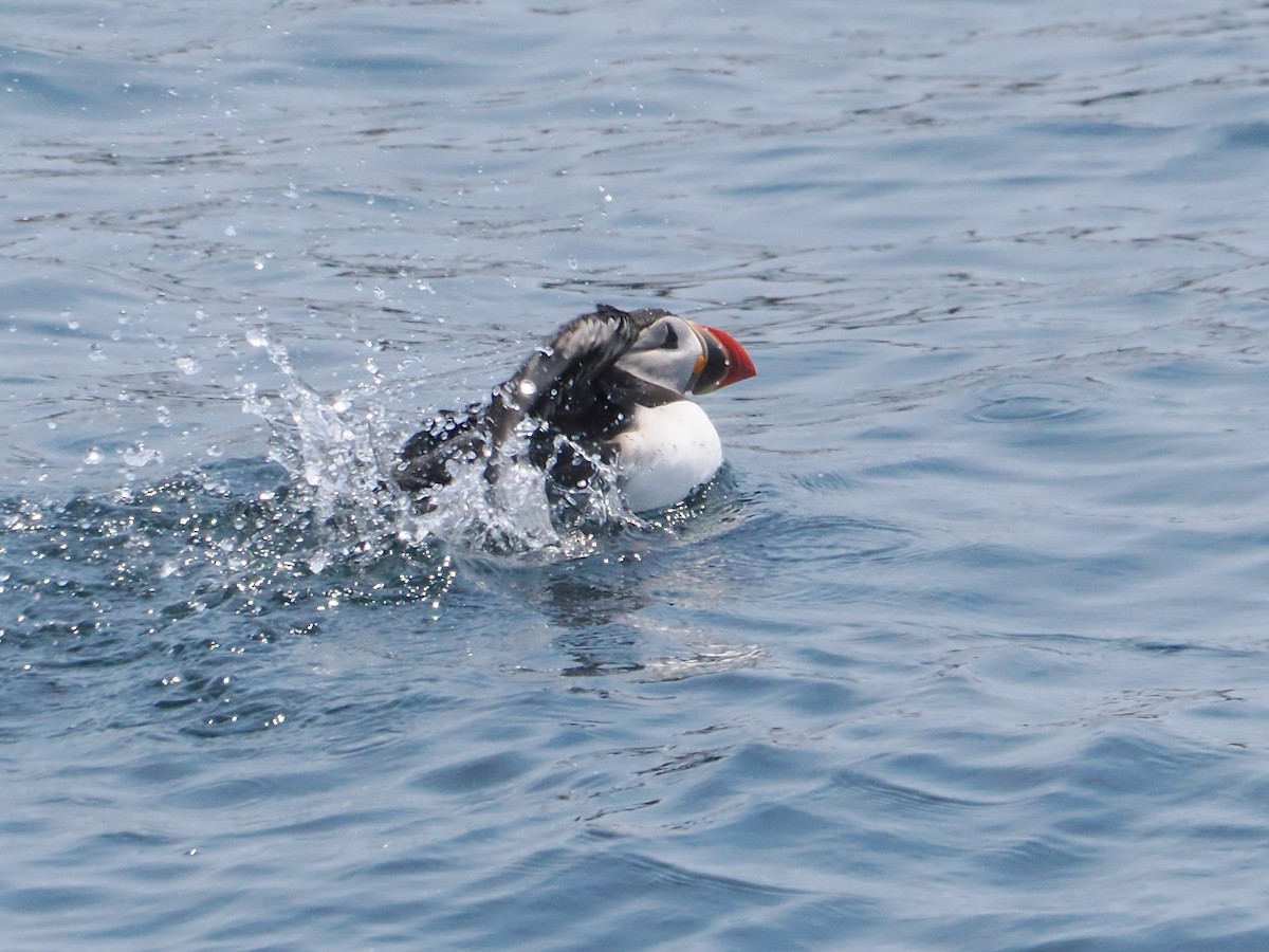 Atlantic Puffin - ML620581733