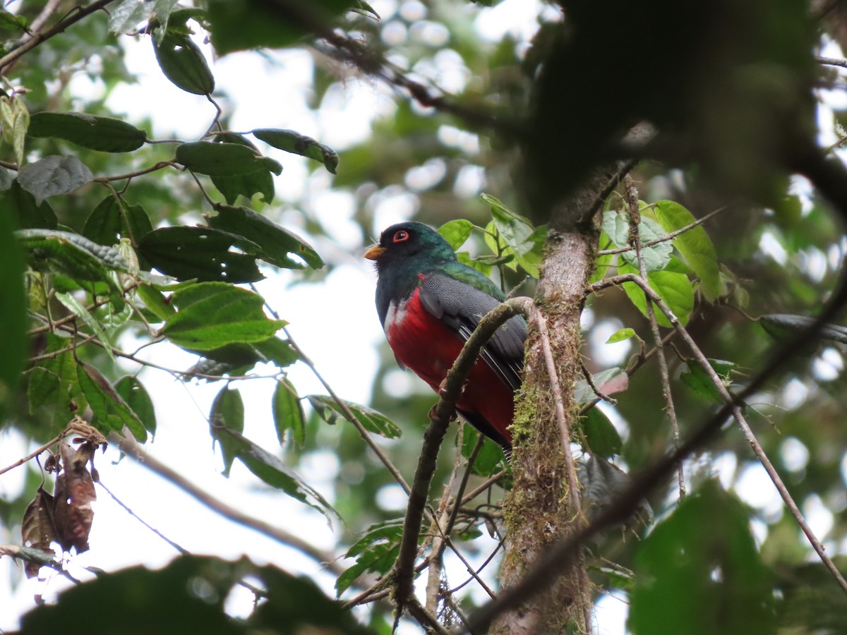 Masked Trogon - ML620581738