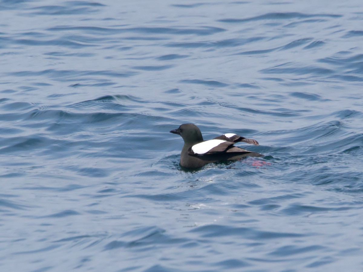 Black Guillemot - ML620581739