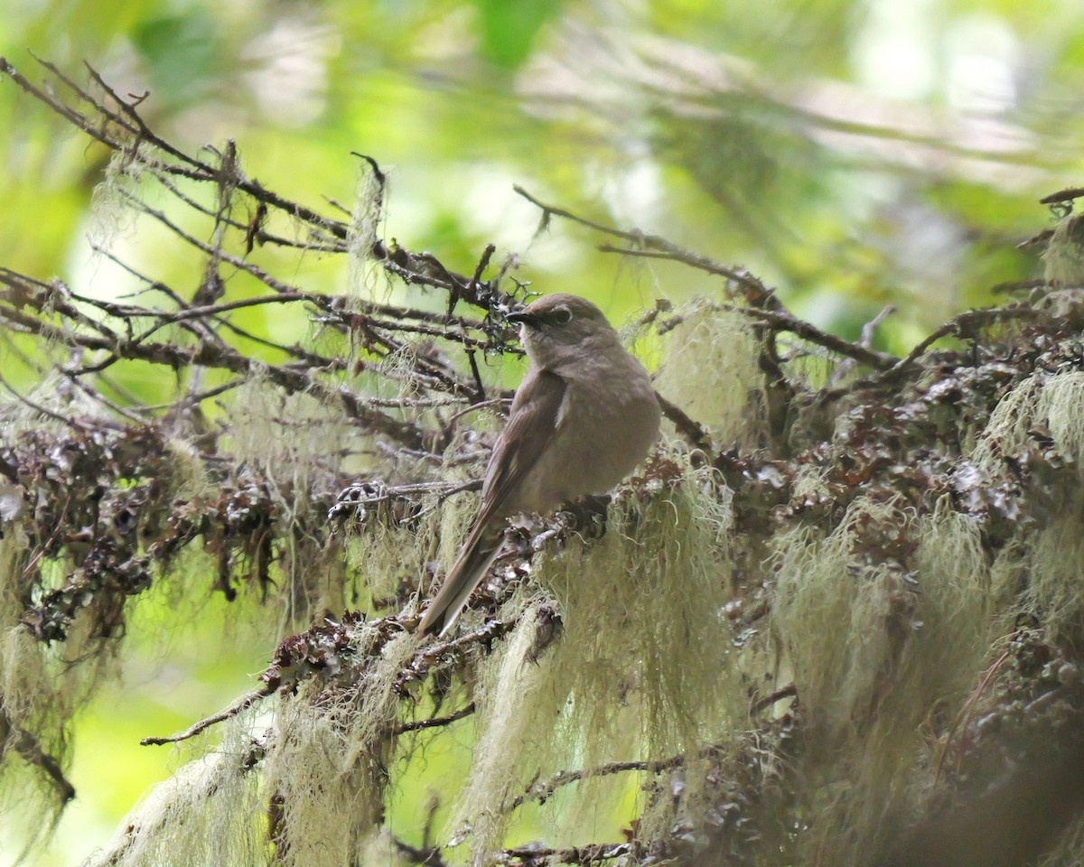 Townsend's Solitaire - ML620581740