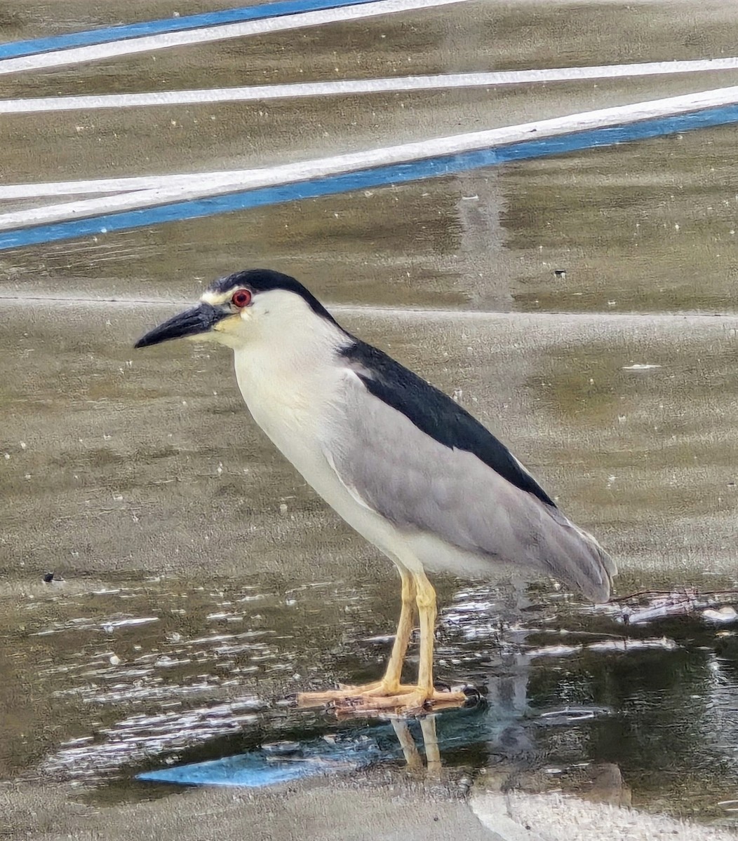 Black-crowned Night Heron - ML620581745