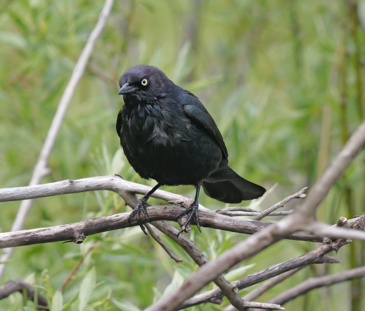 Brewer's Blackbird - ML620581747