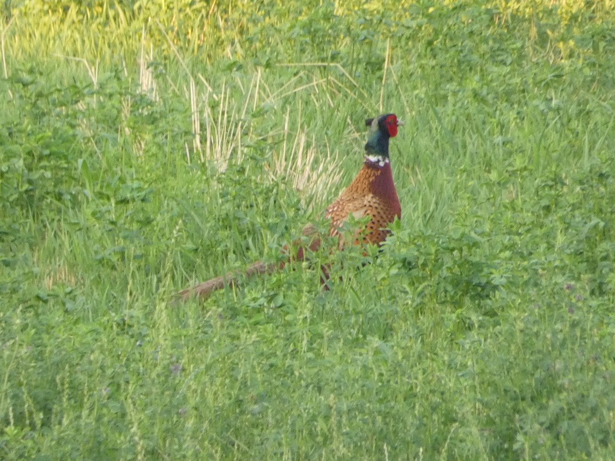 Ring-necked Pheasant - ML620581749