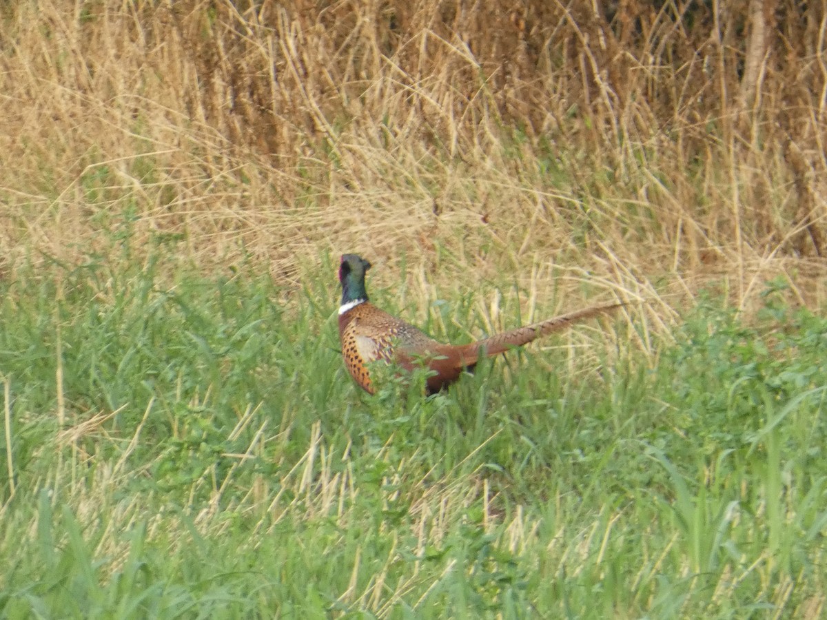 Ring-necked Pheasant - ML620581750