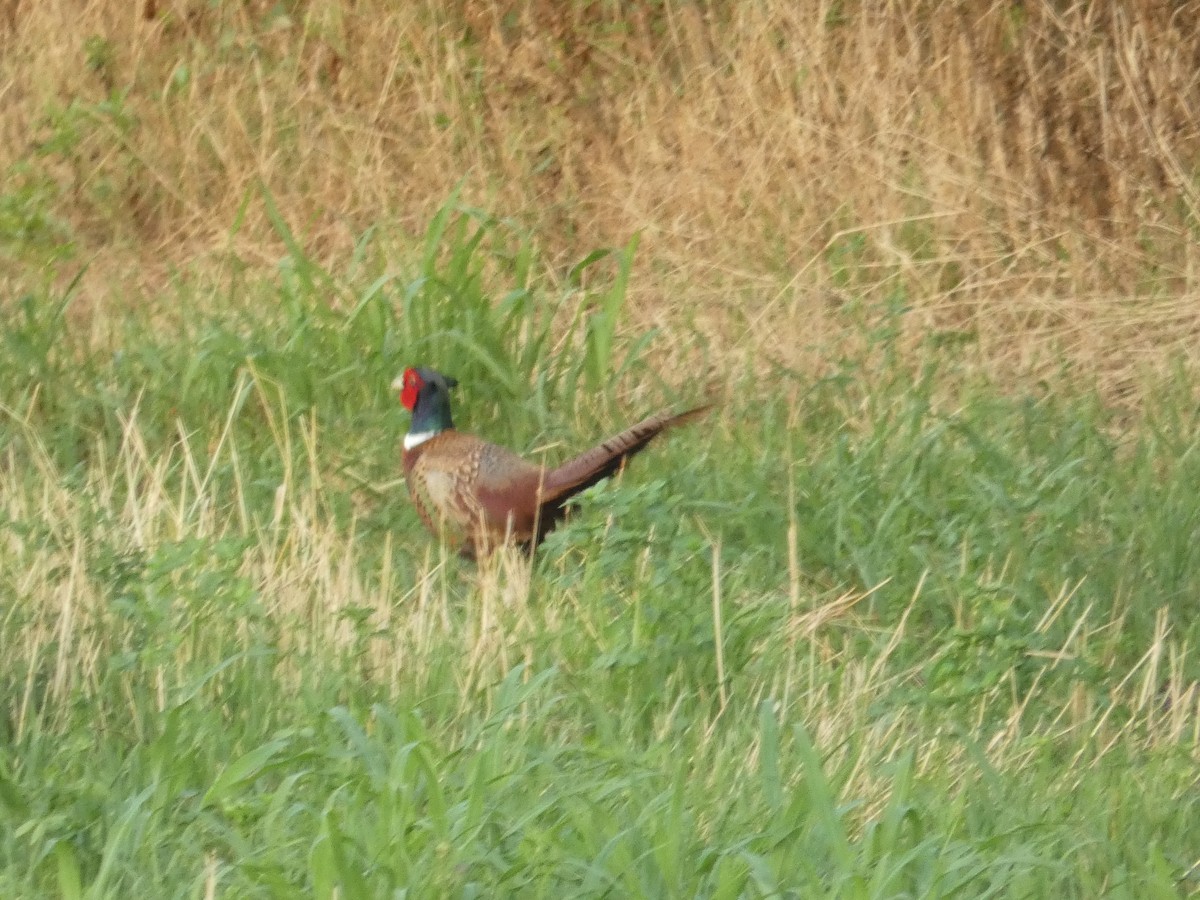 Ring-necked Pheasant - ML620581751