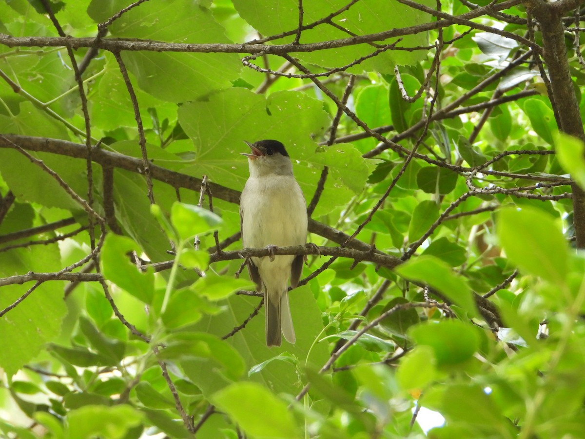 Eurasian Blackcap - ML620581752