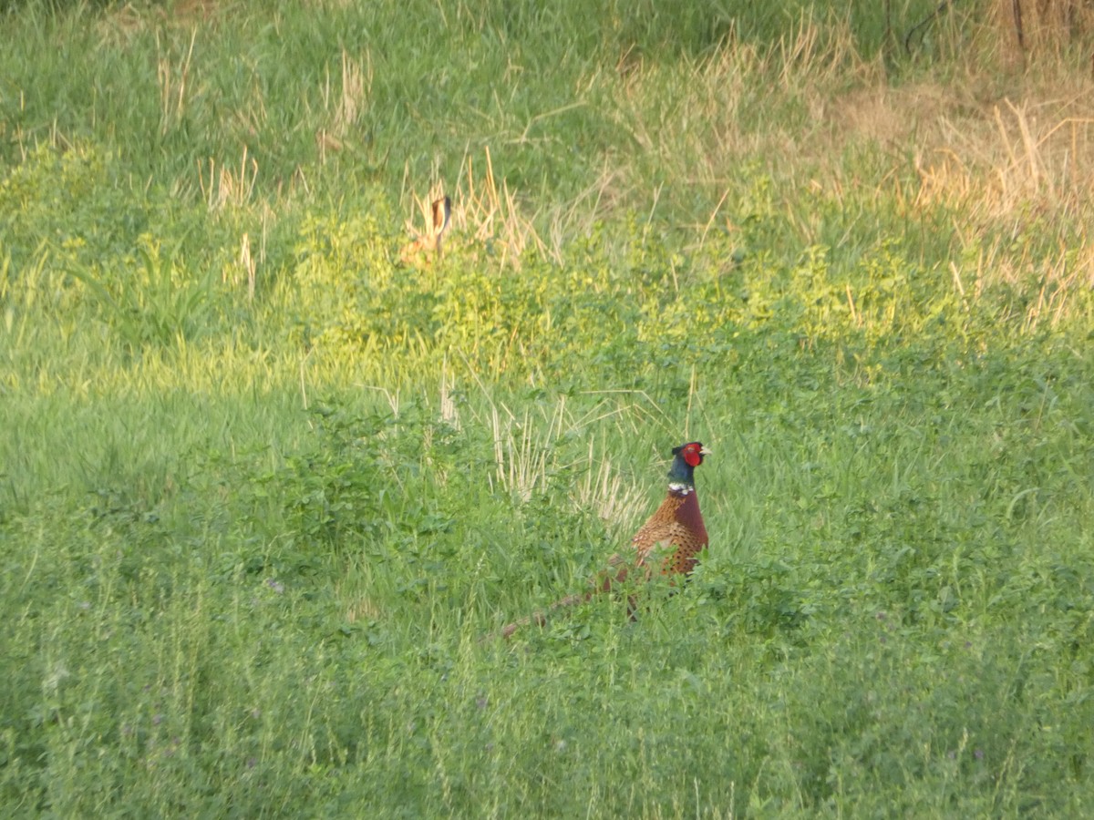 Ring-necked Pheasant - ML620581754