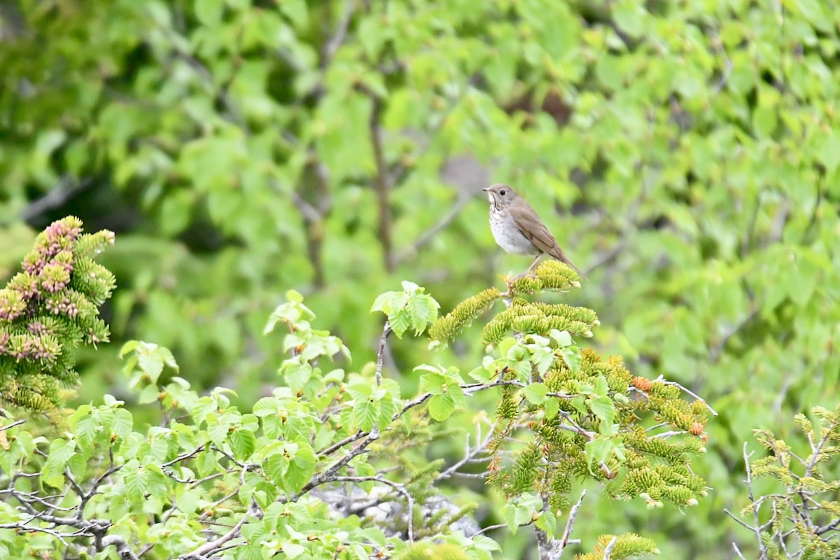 Bicknell's Thrush - ML620581759