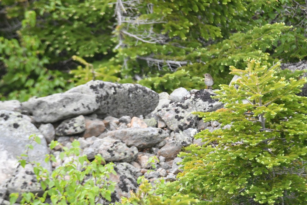 Bicknell's Thrush - ML620581762