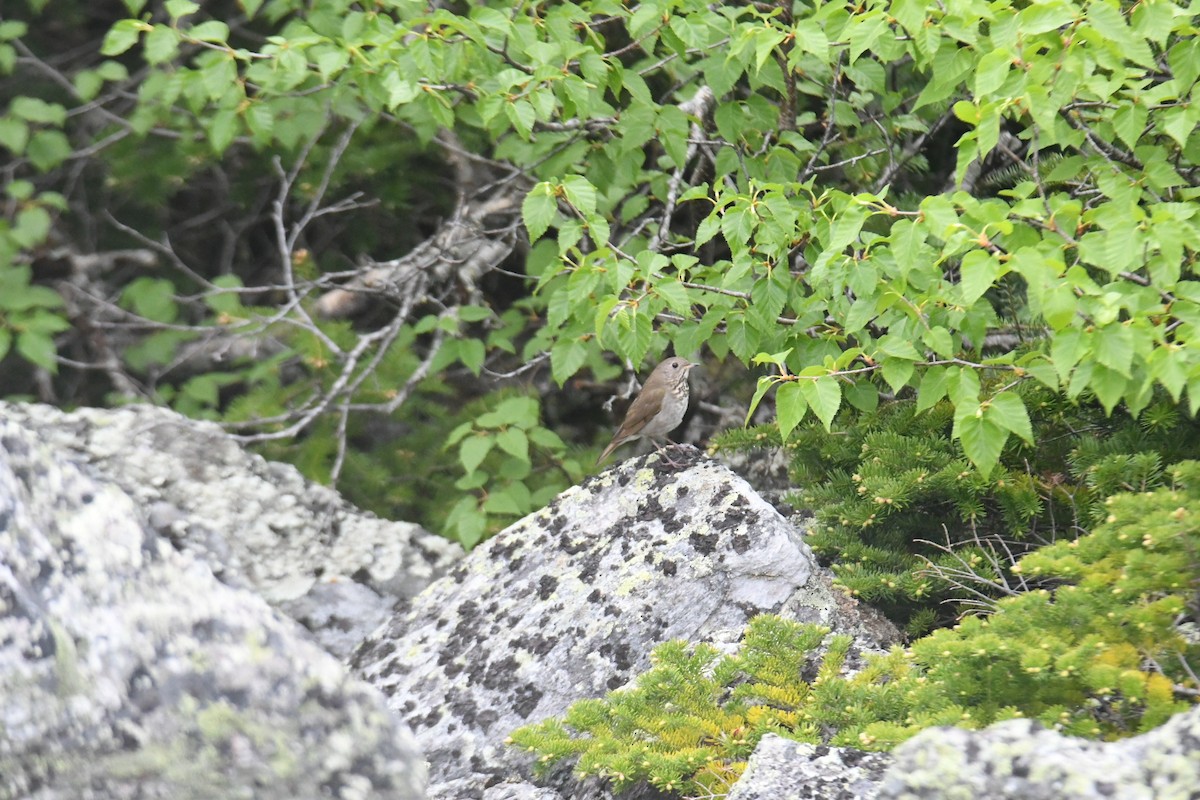 Bicknell's Thrush - ML620581763