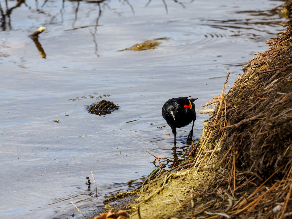 Red-winged Blackbird - ML620581765