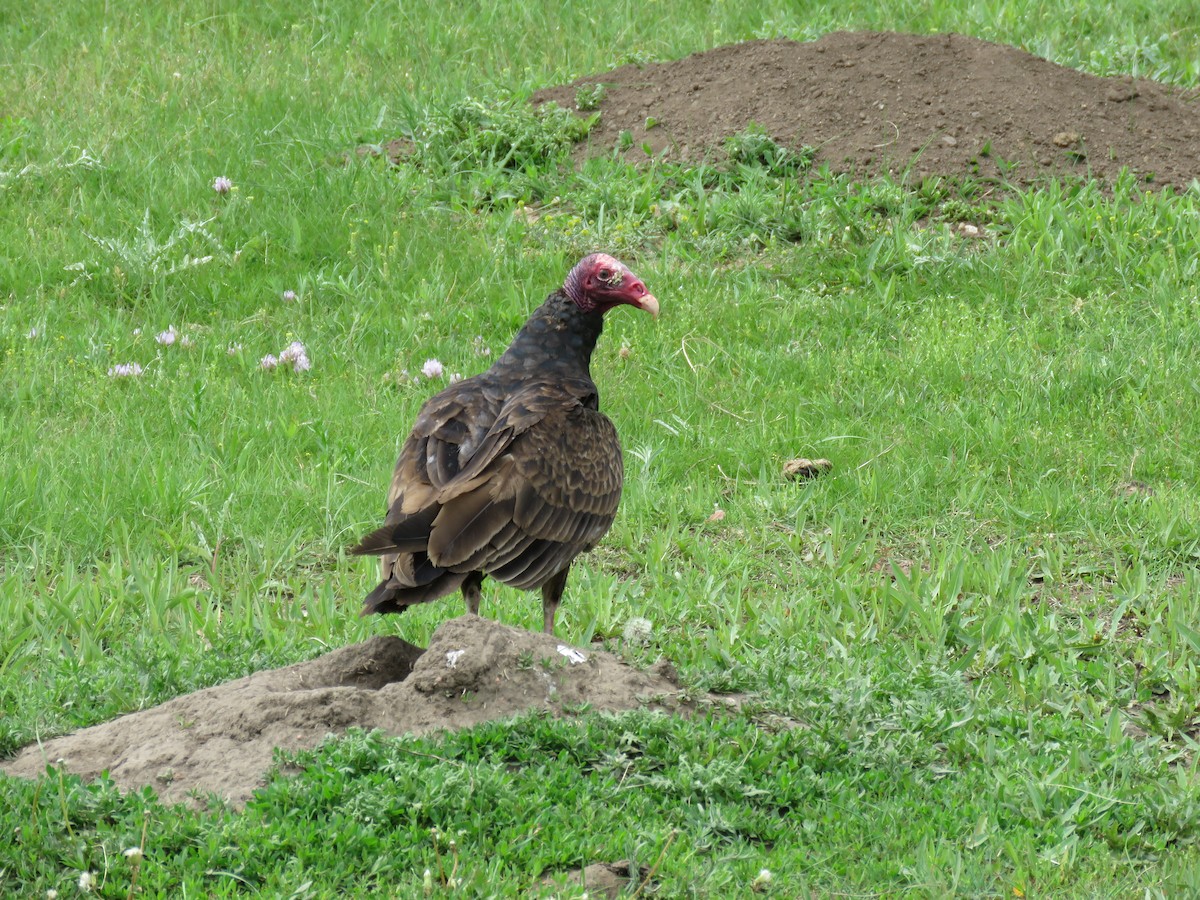 Turkey Vulture - ML620581769