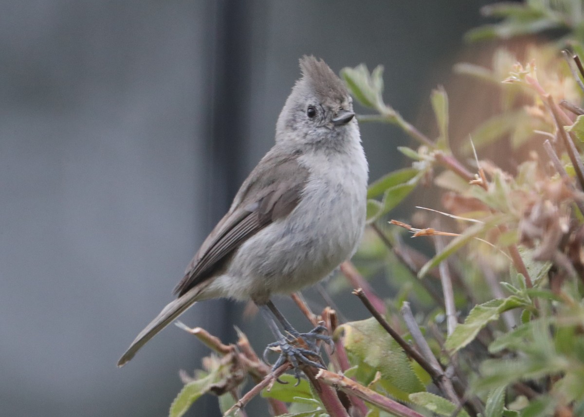 Oak Titmouse - ML620581774