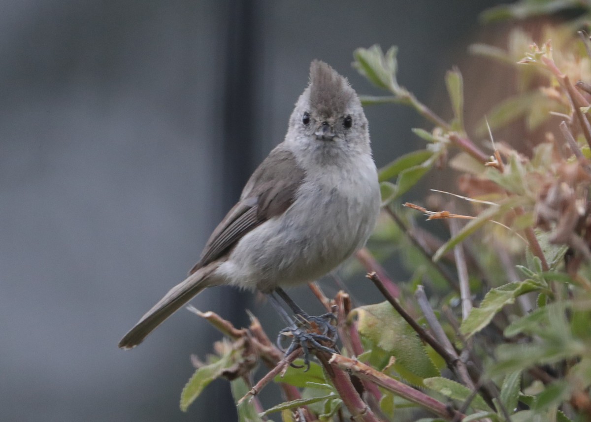 Oak Titmouse - ML620581775