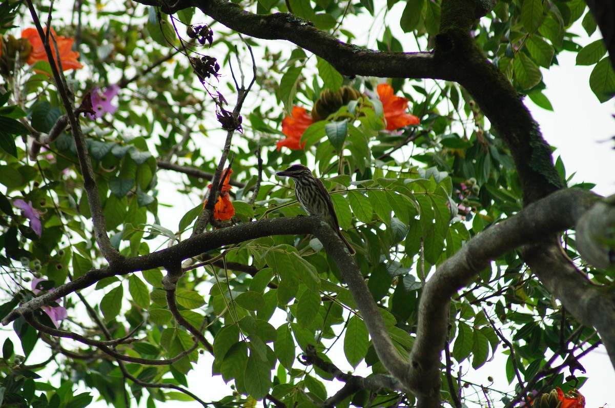 Streaked Flycatcher - ML620581780