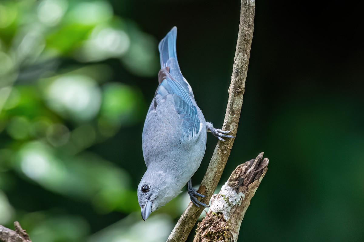 Sayaca Tanager - ML620581781