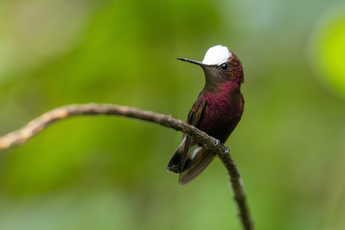 kolibřík běločelý - ML620581785
